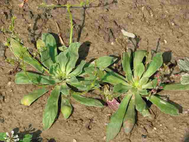 lewisia